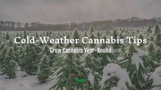 Cold-Weather Cannabis Tips
