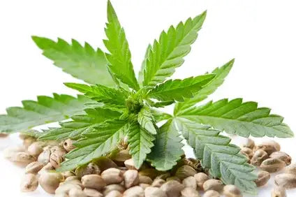 Cannabis Seeds - Lowryder Autoflower 2-Pack