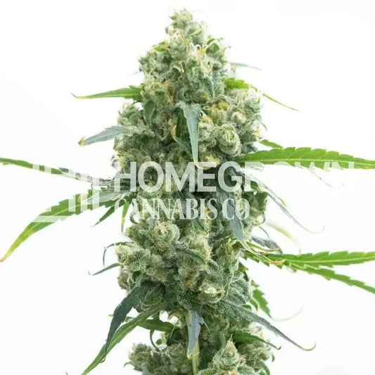 Cannabis Seeds - Lowryder Autoflower 2-Pack