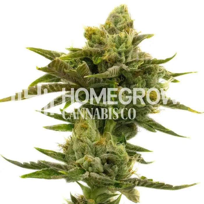 Cannabis Seeds - Wild Hog Autoflower 2-Pack